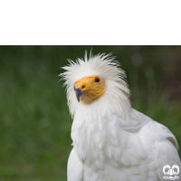 گونه کرکس مصری Egyptian Vulture